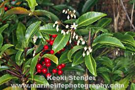 Image result for Myrsinaceae