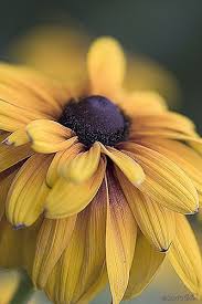 Beautiful Black And Yellow Flowers Notsoshabbychic Black Eyed Susan Beautiful Blooms Yellow Flowers