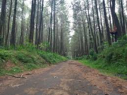 3 tempat wisata religi di indralaya ogan ilir yang cocok dikunjungi untuk liburan. Hutan Pinus Semeru Surga Tersembunyi Sang Pemburu Sunyi Kumparan Com