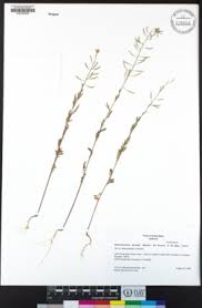 Image result for Brachythrix glomerata