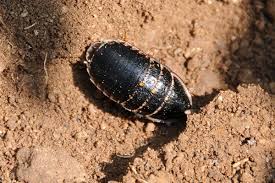 Image result for Dolichos trinervatus