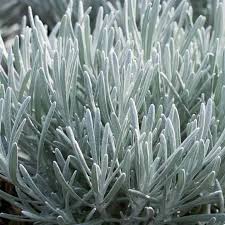 Image result for Helichrysum silvaticum