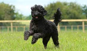 #chocolatedoodle #labradoodles_of_instagram #i❤️mydog #labradoodle_dogs #labradoodlesofig #labradoodlelovers #labradoodlenation #doodlesoftheworld #doodlelovesofig #doodlesofinsta #doodlegram #doodle2love #ひめはるの里. Labradoodle Breed Information