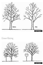 We did not find results for: What Is The Difference Between Tree Pruning And Tree Trimming Quora