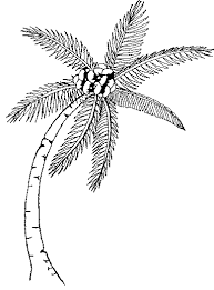 Maybe you would like to learn more about one of these? Cartoon Sk H Coconut Tree Drawing Novocom Top