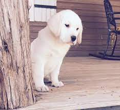 Cheetah cubs to be raised alongside labrador puppy at dallas zoo, believing the dog will be a calming influence. Lab Puppies For Sale In Texas Lab Breeder In Texas