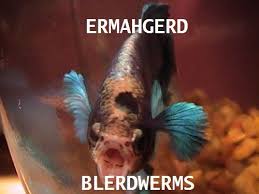 Image Result For Betta Fish Meme Betta Fish Fishing Memes Betta