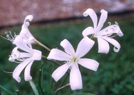 Image result for Crinum lugardiae