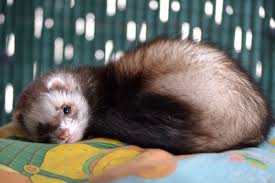 They are not very obedient, but they are pretty fun. Down To Business Ferrets As Pets Cvmbs News