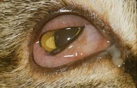 Cat allergy symptoms can sometimes look a lot like other allergies, or even a cold or flu. Runny Eyes International Cat Care