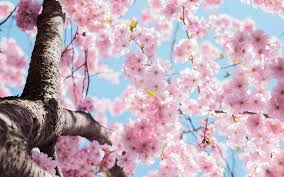 Sakura catalog, a japanese stamp catalog illustrated in colors. Sakura Japan Guide To Enjoy The Cherry Blossom Festival Spring 2021
