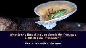 They are one of the first things inspectors look for and can shut a business down. First Thing To Do If You See Signs Of Pest Infestation Pest Exterminators