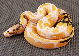 Pied Ball Python Ball Python Morphs Ball Python Pet Snake