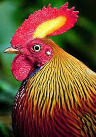 Pin On Galliformes En Espanol
