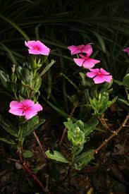 Image result for Vismianthus punctatus