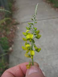 Image result for Crotalaria lanceolata