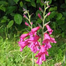 Image result for Gladiolus zambesiacus