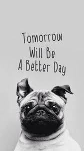 Cute puppies will heal you anytime, anywhere. Android Wallpaper Collections Cute Pugs Pugs Pug Wallpaper