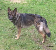 We did not find results for: This Is A Wolf Grey German Shepherd En Rakryggad Schafer