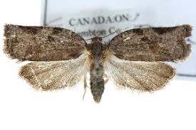 Image result for Archips rosanus