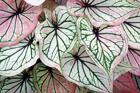 The white center is often flushed pink. Caladium Plant Care Growing Guide