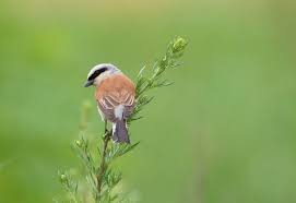 Pentru conservarea biodiversitatii din delta dunarii si a patrimoniului cultural al comunitatilor locale uniunea europeana (ue) a alocat peste sase milioane de euro, fonduri nerambursabile. Conservarea BiodiversitÄƒÈ›ii Fundatia Adept