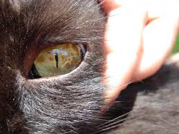 Check spelling or type a new query. Cat Has Eye Spots And They Worry Me Cat Forum