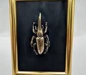 Cuadro 3D de escarabajo rinoceronte en marco vertical dorado – Hecho a  mano, decoración para colgar o colocar en estantes