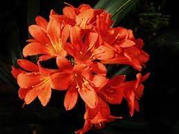 Potted clivias flower best with a dormant/rest period of a month or two with nighttime temperatures below 50 degrees. Clivia Plants Tips On Caring For Clivia Plant