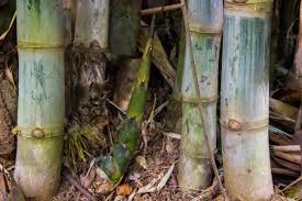 When you grow bamboo in pots, you can enjoy the beauty of the plant while controlling its growth to keep it from becoming invasive or taking over your a wide, low pot is ideal for growing bamboo in containers. How To Grow Edible Bamboo Shoots Modern Farmer