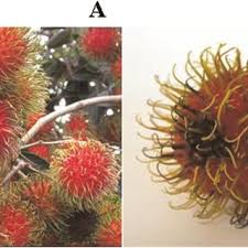 Selain itu, gula batu juga dapat diberi pewarna dan perasa cara membuat gula batu. Pdf Field Survey And Fungicide Screening Of Fungal Pathogens Of Rambutan Nephelium Lappaceum Fruit Rot In Hawaii