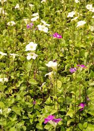 Image result for Asystasia