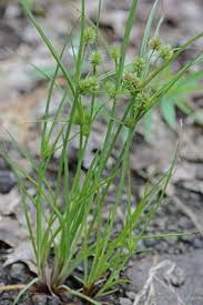 Image result for Cyperus squarrosus