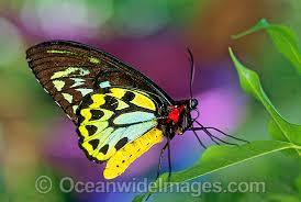 Australian Butterflies Photos Pictures Images