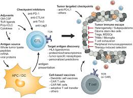 When the cea level is abnormally high before surgery or other treatment, it is expected to fall to normal following successful surgery to remove all of the cancer. Frontiers Tumor Specific T Cell Activation In Malignant Brain Tumors Immunology