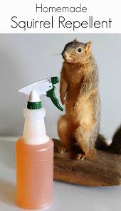 Homemade Squirrel Repellent Recipe Squirrel Repellant Garden Pests Garden Pest Control