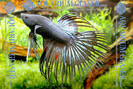 Crowntail betta fish have extensions on their tails than make their tails look something like a crown. Betta Splendens Crowntail Black Aquarium Glaser Gmbh