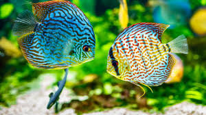 Check spelling or type a new query. Aneka Jenis Ikan Hias Air Tawar Terindah Beserta Harganya Blog Unik