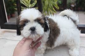 Shih Tzu Chihuahua Mix Black And Brown Shih Tzu Princess Type 2 Months Old 1001doggy Com In 2020 Shih Tzu Dog Breeds Old Dogs