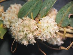 Image result for Cuscuta approximata