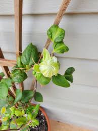 We did not find results for: A Few Weeks Ago My Clematis Had Clematis Wilt And The Vine Was Turning Black I Didn T Want To Lose The Entire Vine Literally Everything Was Turning Black On It After Relocating