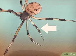Despite that, he could only. 3 Ways To Identify A Brown Widow Spider Wikihow