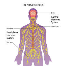 The purpose of the nervous system is to transmit signals between the brain and the rest of the body. 305 Peripheral Nervous System Vectors Royalty Free Vector Peripheral Nervous System Images Depositphotos