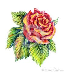 Rosa Rossa Disegnata Mano Su Fondo Bianco 33558118 Jpg 397 450 Disegni Da Colorare Schizzi Di Fiori Disegno Di Una Rosa