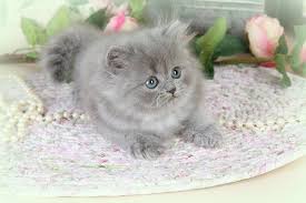 Blue Persian Kittens Blue White Persian Kittens Grey Kittens Gray Kittens Persian Kittens For Sale Bi Col Persian Kittens Teacup Persian Kittens Kittens