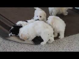 First bred in the early 1990's the aussie doodle is a cross between the australian shepherd and the poodle. Teddy Bear Puppies For Sale In Michigan 07 2021