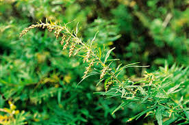 Image result for Moorochloa eruciformis