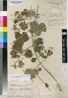 Image result for Adenia gummifera