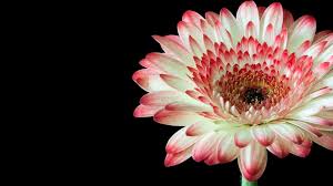 Download hd wallpapers in 1920x1080 hd widescreen 4k uhd 5k 8k ultra hd resolutions Black Background Flowers Wallpaper 44748