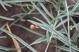 Image result for Xenostegia alatipes